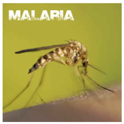 Preview image for Малярия (онлайн курс)
